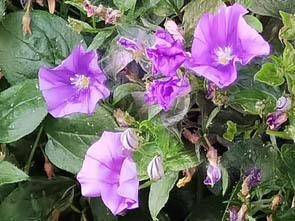 Convolvulus sabatius